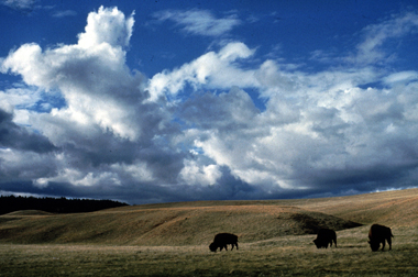 Bison roaming on mixed grass prairie - a type of <a
  href="/earth/grassland_eco.html&dev=">grassland</a>
  - at Wind Cave National Park (U.S.). Over one quarter of the Earth's surface
  is covered by grasslands. Grasslands are found on every continent except <a
  href="/earth/polar/polar_south.html&dev=">Antarctica</a>,
  and they make up most of Africa and Asia. Grasslands develop where there
  isn't enough rain for <a
  href="/earth/forest_eco.html&dev=">forests</a>
  but there is too much rain for <a
  href="/earth/desert_eco.html&dev=">deserts</a>.
  Grasslands are filled with - you guessed it - grass.<p><small><em>        National Park Service</em></small></p>