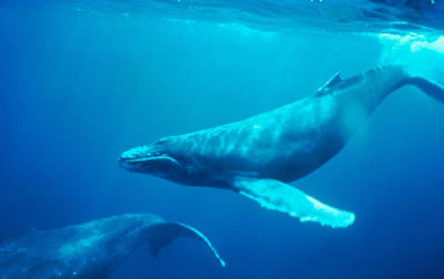 Los <a href="/earth/Life/shark.html&edu=high&lang=sp&dev=1">seres vivos que viven en el ocano abierto</a> necesitan una manera de flotar o nadar en el agua. En el ocano abierto hay muchos tipos de peces, incluyendo <a href="/earth/Life/whale.html&edu=high&lang=sp&dev=1">ballenas</a>, y <a href="/earth/Life/shark.html&edu=high&lang=sp&dev=1">tiburones</a>. Algunos peces, como arenque y atn, nadan en cardmenes, mientras otros nadan solos. Las ballenas extraen <a href="/earth/Life/plankton.html&edu=high&lang=sp&dev=1" class=outlink>plancton</a> del mar o comen peces.<p><small><em> Cortesa de NOAA              </em></small></p>