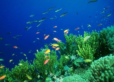 The <a
  href="/earth/Water/ocean.html">oceans</a>
  are full of <a
  href="/earth/Life/life1.html">life</a>.
  Anthias are small, peaceful reef fish, and are a significant fraction of the
  colorful fishes seen in <a
  href="/earth/climate/coral_change.html">coral
  reef</a> areas. They occur in all tropical <a
  href="/earth/Water/ocean.html">oceans</a>
  and seas of the world, and feed mainly on <a
  href="/earth/Life/plankton.html">zooplankton</a>.<p><small><em>Image courtesy of Corel Photography</em></small></p>