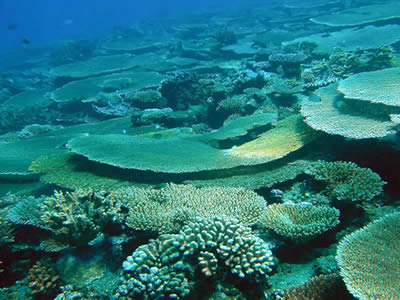 Los animales corales construyen arrecifes en las clidas aguas salads tropiclaes. Sin embargo, <a href="/earth/changing_planet/ocean_temperatures_intro.html&edu=elem&lang=sp&dev=">el agua salada puede estar demasiado caliente</a> para su gusto.  Si el agua se calienta demasiado, los animales corales pierden el alga que vive dentro de sus cuerpos, un proceso llamado blanqueamiento coralino. Sin el alga, los corales tienen menos nutricin. A menos que regresen las menores temperaturas, permitiendo a las algas crecer, el coral muere.<p><small><em></em></small></p>
