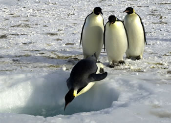 A group of
  Emperor penguins wait their turn to dive into the ocean near <a
  href="/people/postcards/jean_pennycook_11_29_0.html&edu=elem&dev=">Ross
  Island, Antarctica</a>
  on November 3, 2004.
Emperor penguins routinely dive to 500 meters in
  search of food. Scientists are interested in understanding how they can
  endure the stress of these dives in such an <a
  href="/earth/extreme_environments.html&edu=elem&dev=">extreme
  environment</a>.<p><small><em> Image courtesy of Emily Stone,   National Science Foundation</em></small></p>