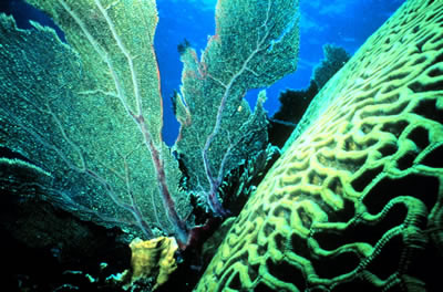 Ann Budd of the University of Iowa and John Pandolfi of the University of
Queensland, Australia, two scientists who have been studying corals reefs,
say that it's important to not only protect endangered
<a href="/earth/climate/coral_change.html&edu=elem&dev=">corals</a> in
areas that have the largest variety of species, but also the corals in
the edges of the reefs.  Find our more about their research
<a href="/headline_universe/olpa/CoralReef_17June10.html&edu=elem&dev=">here</a>.<p><small><em> Image courtesy of NOAA</em></small></p>
