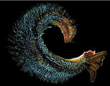 The Pompeii worm, the most heat-tolerant animal on Earth, lives in the deep ocean at <a href="/earth/Water/life_deep.html&edu=elem">hydrothermal vents</a>. The worm's back is covered in bacteria adapted for living in <a href="/earth/extreme_environments.html&edu=elem">extreme environments</a>. The bacteria also grows on the surfaces of the chimneys where hot liquids spew from below the sea floor.<p><small><em>Courtesy of the University of Delaware</em></small></p>