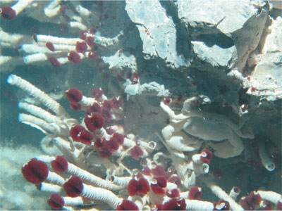 Did you know that deep beneath the surface of the ocean lie hydrothermal vents, which release superheated fluids at the ocean bottom?  These fluids are rich in chemicals and minerals that support communities of very <a href="/earth/Life/smokers.html&edu=high&dev=1/windows.html">unique organisms</a>, such as the bacteria, large tubeworms, and crabs you see in the picture above!<p><small><em>           Image courtesy of Tim Shank, WHOI</em></small></p>