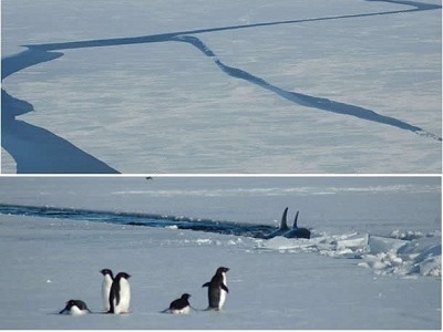 Oh no! No se ven bien las cosas para estos pinginos Adelie en el Antrtico. Hielo marino cubre la parte del ocano al lado del continente Antrtico y el mar de Ross.  Grandes grietas se abren en la extensin de hielo cuando se derrite, lo que permite que las ballenas lleguen a partes del Mar de Ross que no han sido perturbadas por meses. Ms informacin sobre   esta  <a href="/people/postcards/penguin_post.html&edu=high&lang=sp&dev=1/windows.html">campaa de investigacin de pinginos </a> en  diciembre 2006 - enero 2007.
<p><small><em>Imagen cortesa de <a href="/bio/jean_pennycook.html&edu=high&lang=sp&dev=1/windows.html">Jean Pennycook</a></em></small></p>